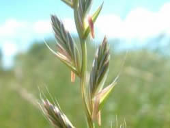 Lolium multiflorum